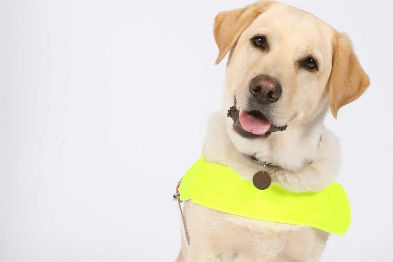 Wiltshire Life Would you like to look after a Guide Dog